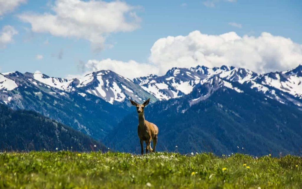 Deer at Hurricane Ridge