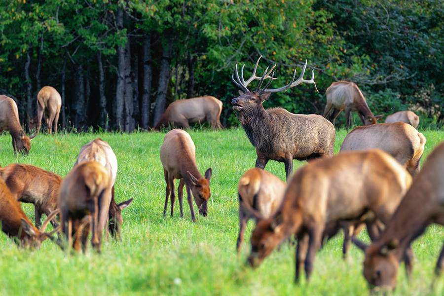 elk