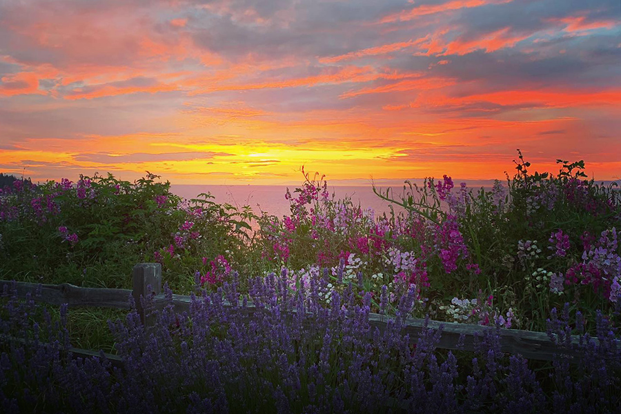 Flowers and sunsets