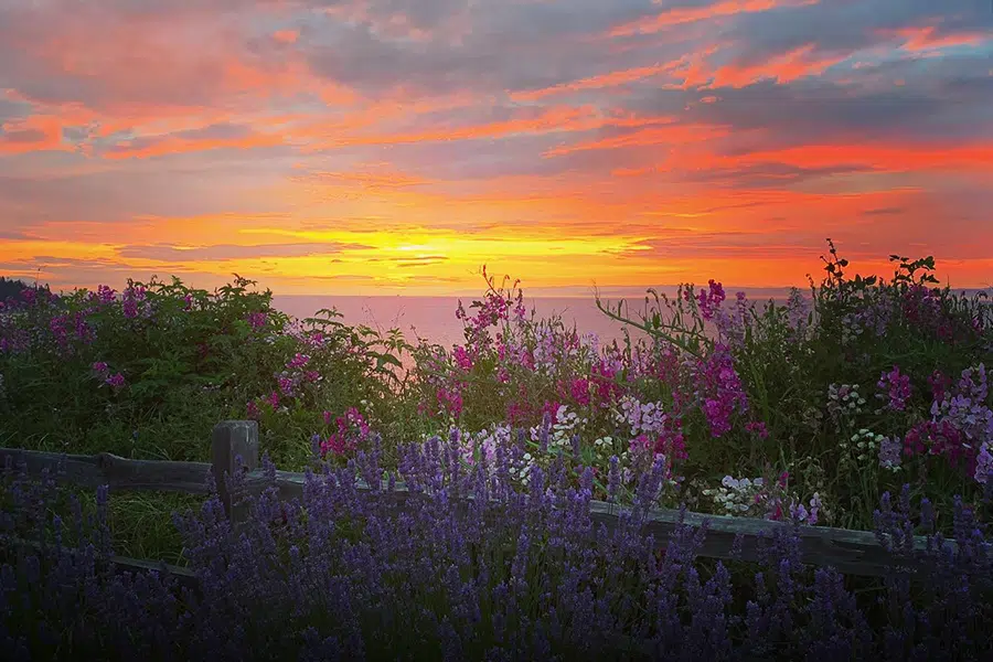 Flowers and sunsets