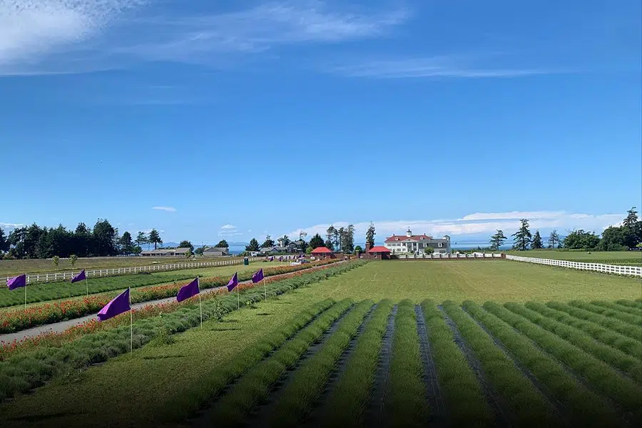 lavender fields leading to inn