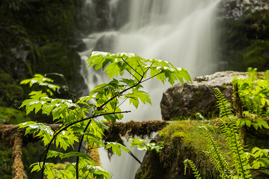 Hoh Rain Forest