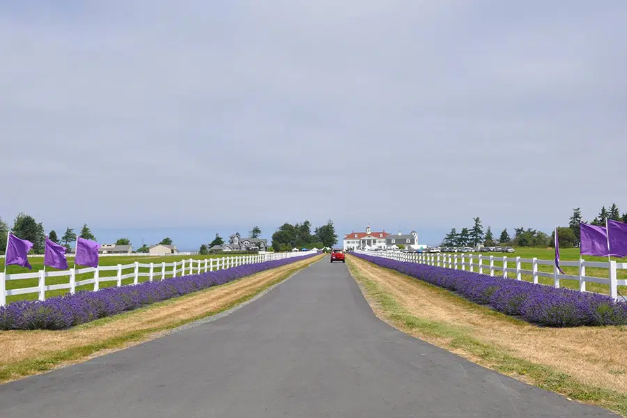 Sequim Lavender Farm Driveway