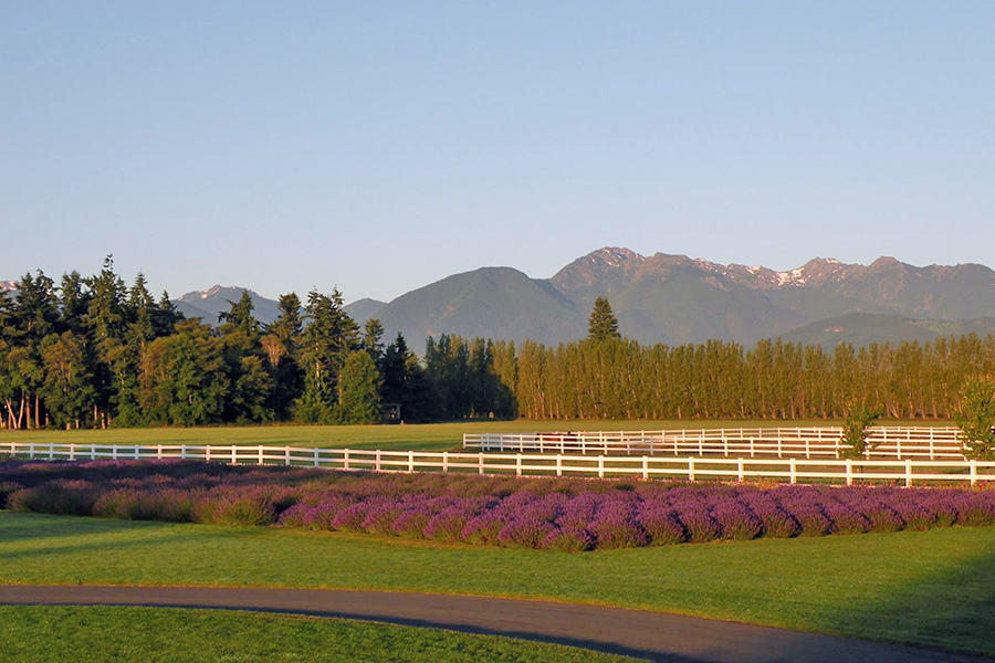 Sequim Lavender with Mountains