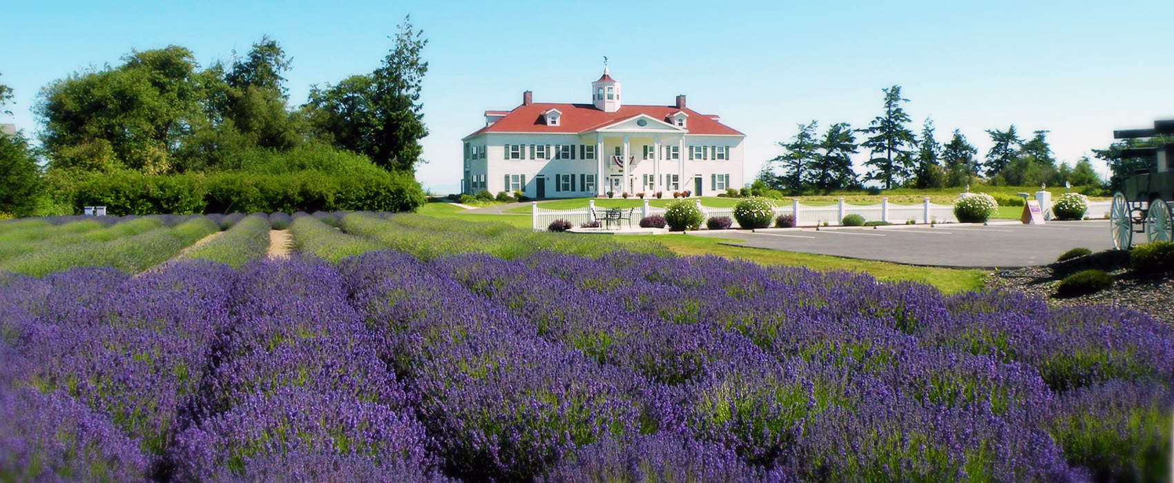 Lavender Farm