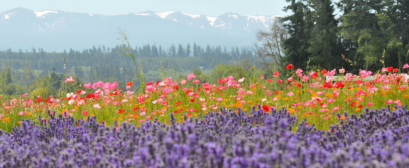 Lavender and wildflowers