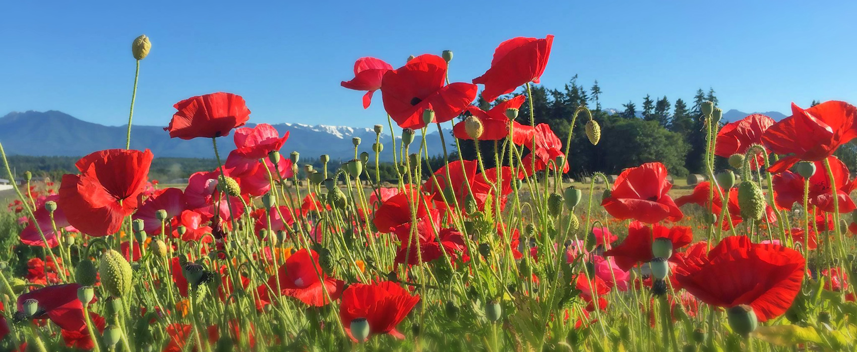 poppies