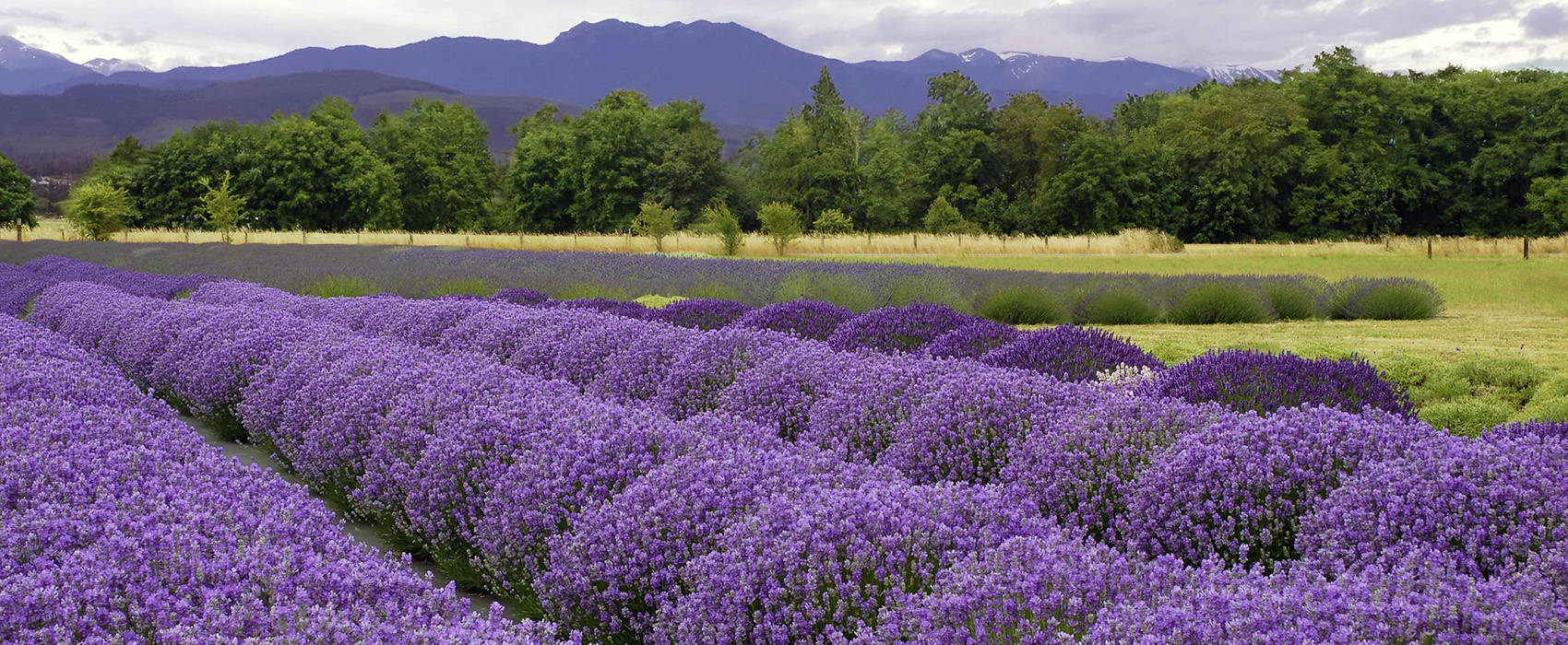 Lavender landscape