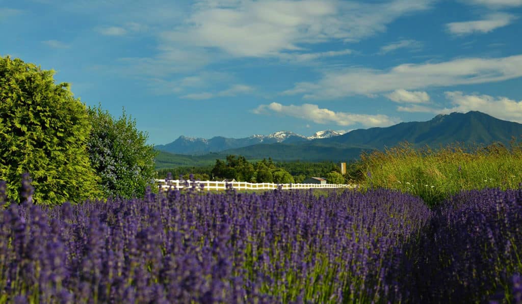 Sequim Valley