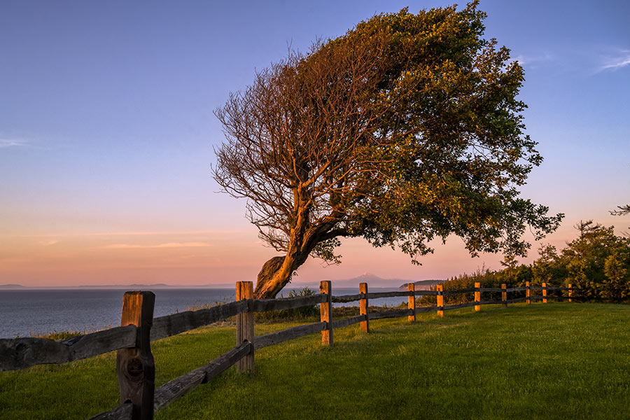 Leaning Tree over water